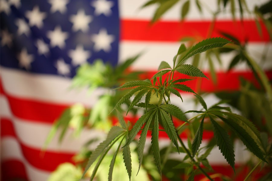 American Flag with Hemp in Foreground