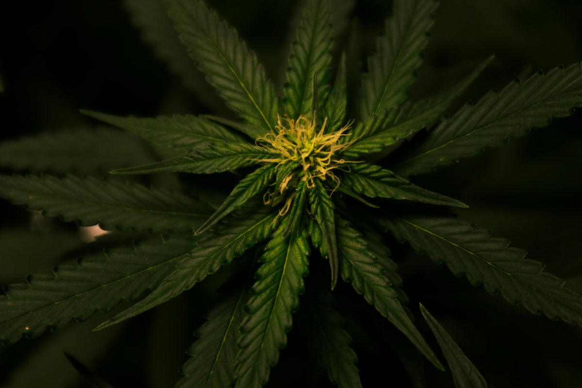 cannabis leaves