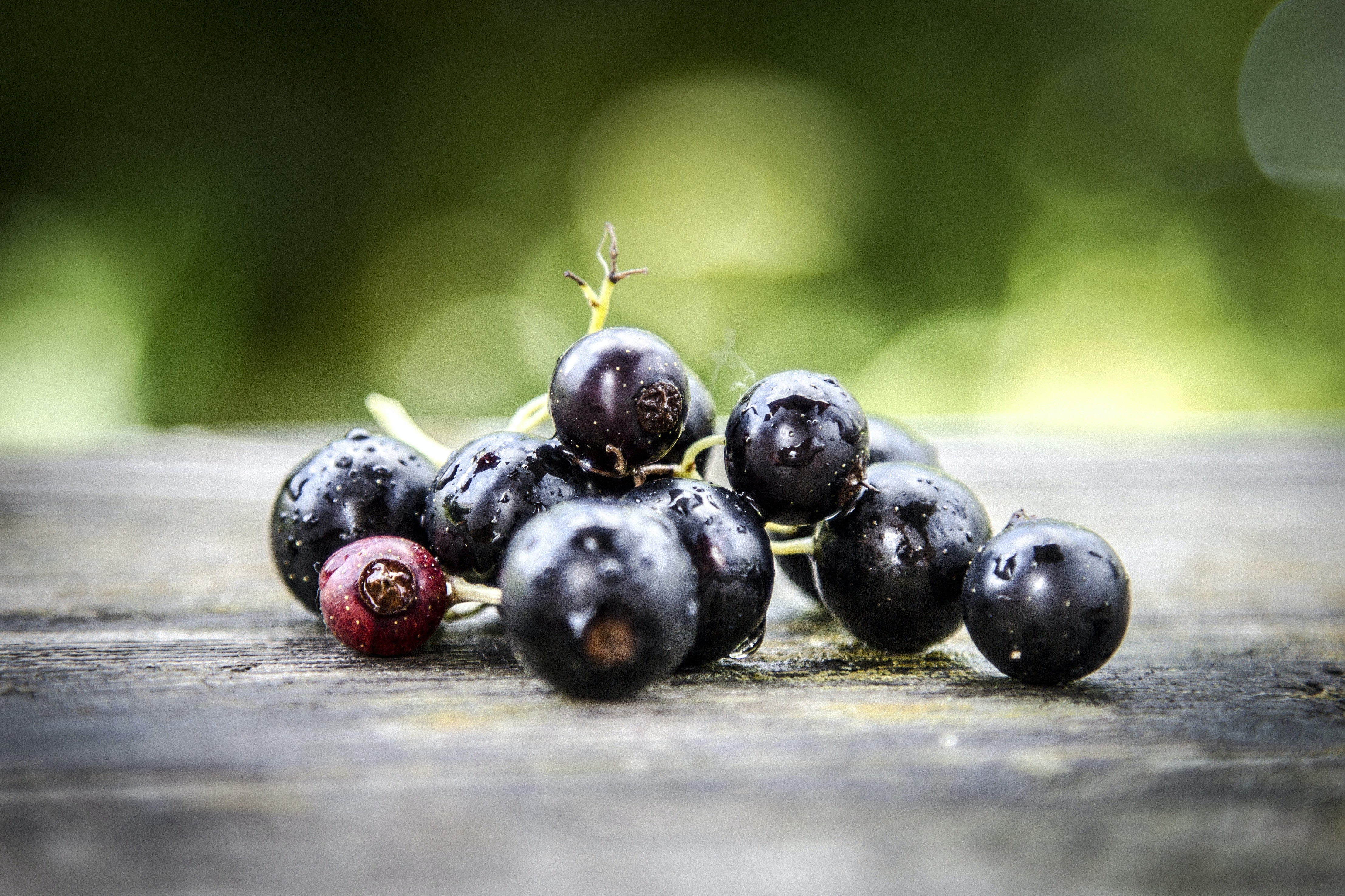Black Currant: the Crazy History Behind Our Bestselling Seltzer Flavor