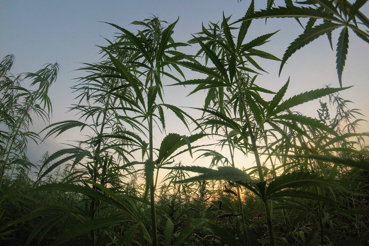 Untangling THC and Drug Testing: Cycling Frog's Guide