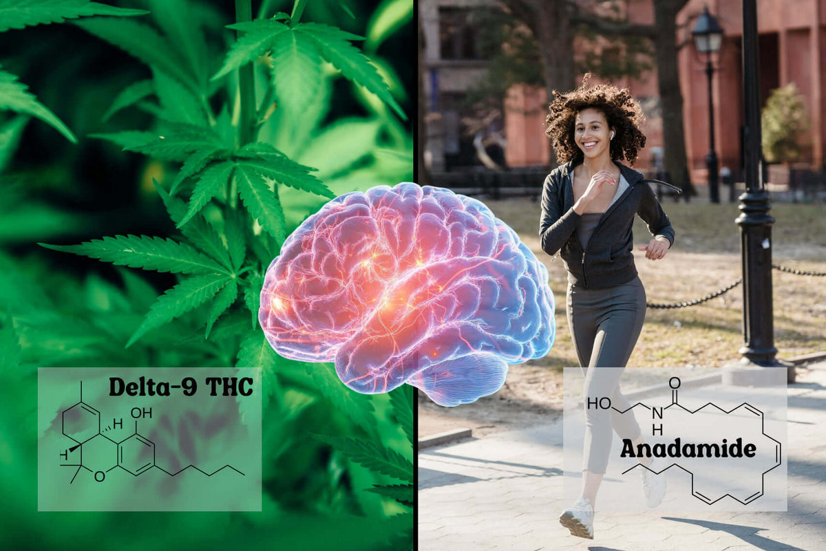 Why You Feel a ‘Runner’s High’— and How THC Mimics It