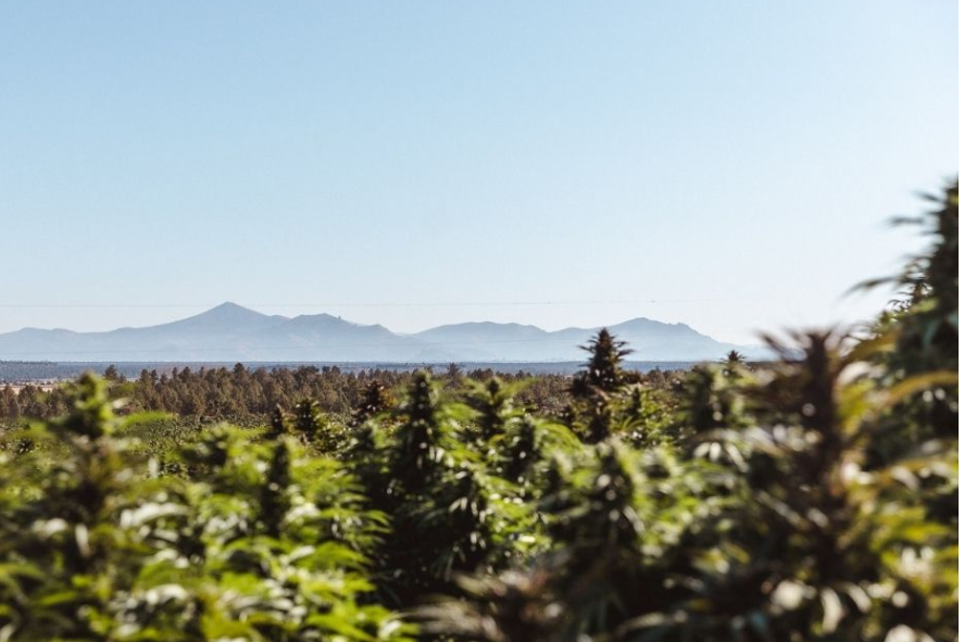 The Future of Hemp is More Than Just THC drinks